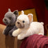 Französische Bulldogge Kuscheltier