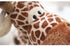 Kleine Giraffe Kuscheltier