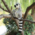 Lemur Kuscheltier